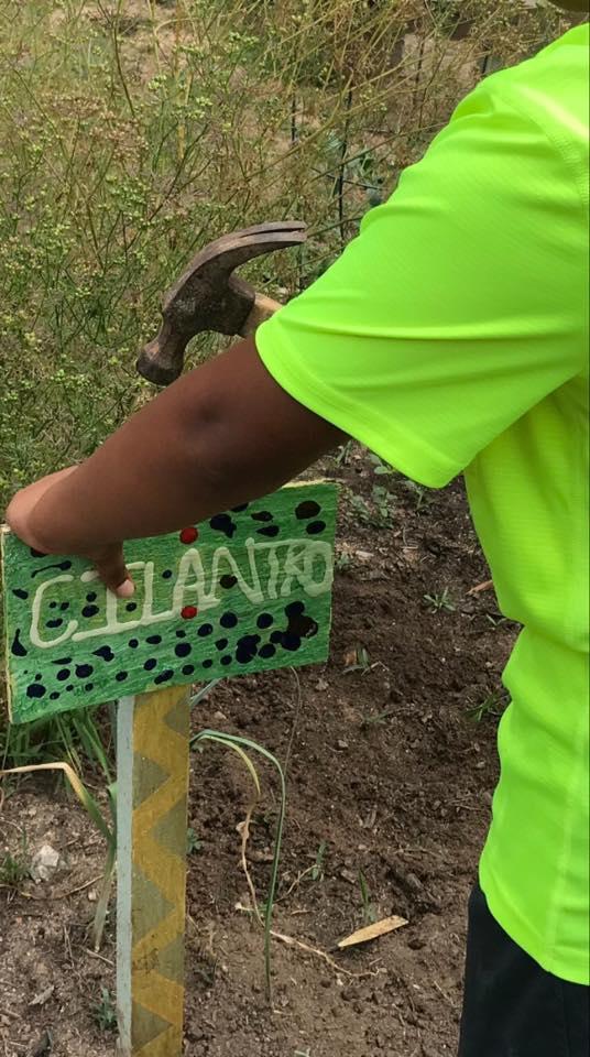 Planting cilantro in the garden \.